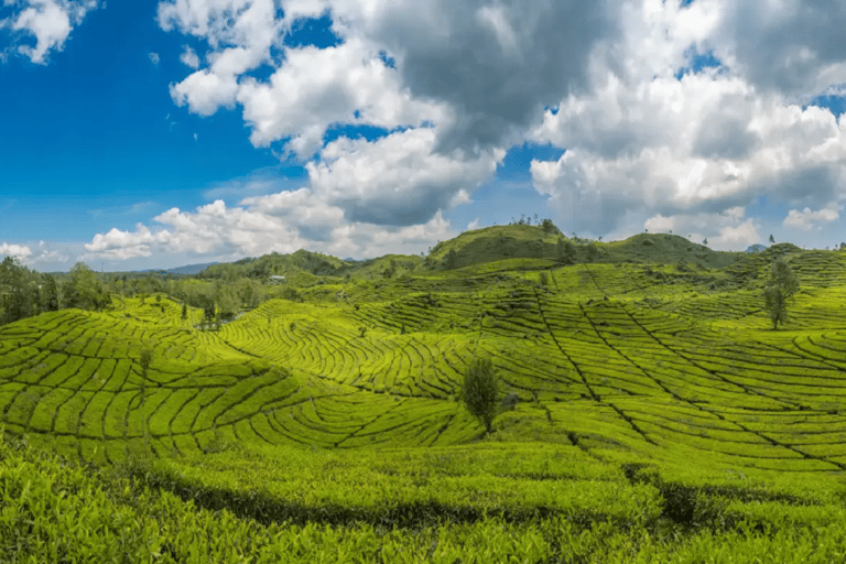 Jakarta: Active Volcano, Ricefields, Hot Springs with Lunch