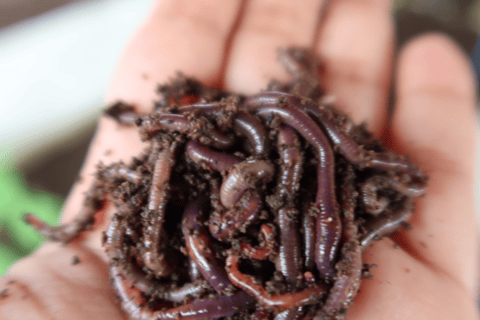 بينانج: جولة مزرعة قرية الفانيليا بواسطة كايروس