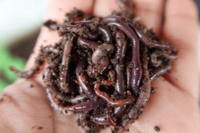 بينانج: جولة مزرعة قرية الفانيليا بواسطة كايروس