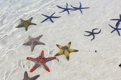 زنجبار: البحيرة الزرقاء ونجم البحر وكهف كوزا وسباحة السلاحفالنقل إلى الفندق داخل المنطقة الجنوبية