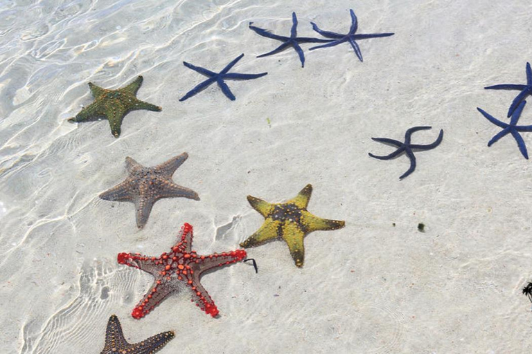 زنجبار: البحيرة الزرقاء ونجم البحر وكهف كوزا وسباحة السلاحفالنقل إلى الفندق داخل المنطقة الجنوبية