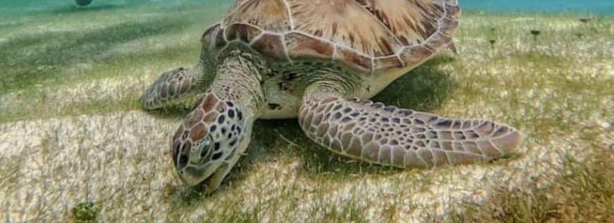 Puerto Morelos : Plongée sous-marine pour débutants - 2 plongées