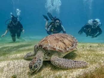 Puerto Morelos: Scuba Diving for Beginners - 2 Dives