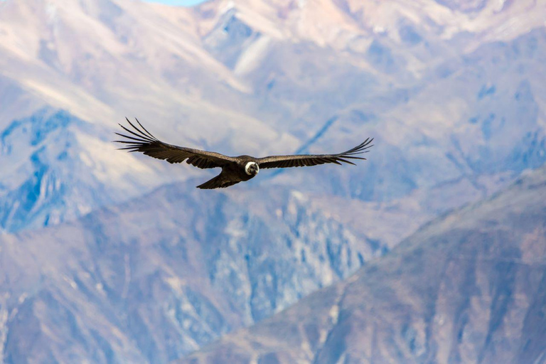 Arequipa: Tour di un giorno nel Canyon del Colca con trasferimento a Puno