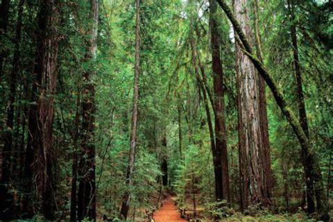 San Francisco: 5-Day California Coast, Vineyards & Wine Tour Double Occupancy Room