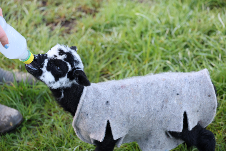 Auckland: Honey Center, Horse Riding & Sheep World Tour