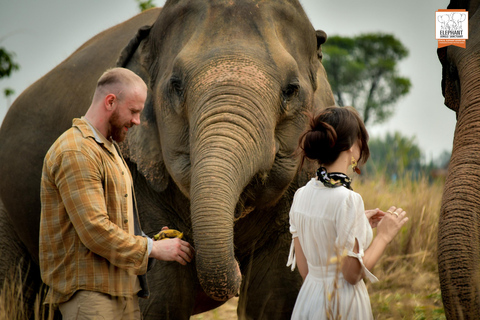 Bangkok: Pattaya Elephant Jungle Sanctuary halvdagsturTur med privat transfer