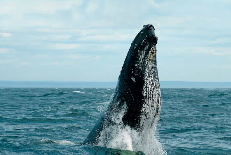 Tadoussac/BaieSteCatherine Whale Watch Zodiac Boat Tour GetYourGuide