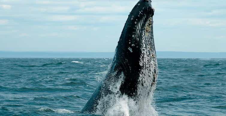 Tadoussac Ou Baie-Ste-Catherine : Observation De Baleines | GetYourGuide