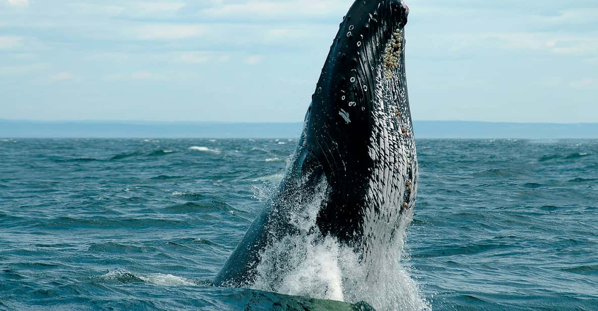 Zodiac Whale Watching 2 or 2.5-Hour Cruise