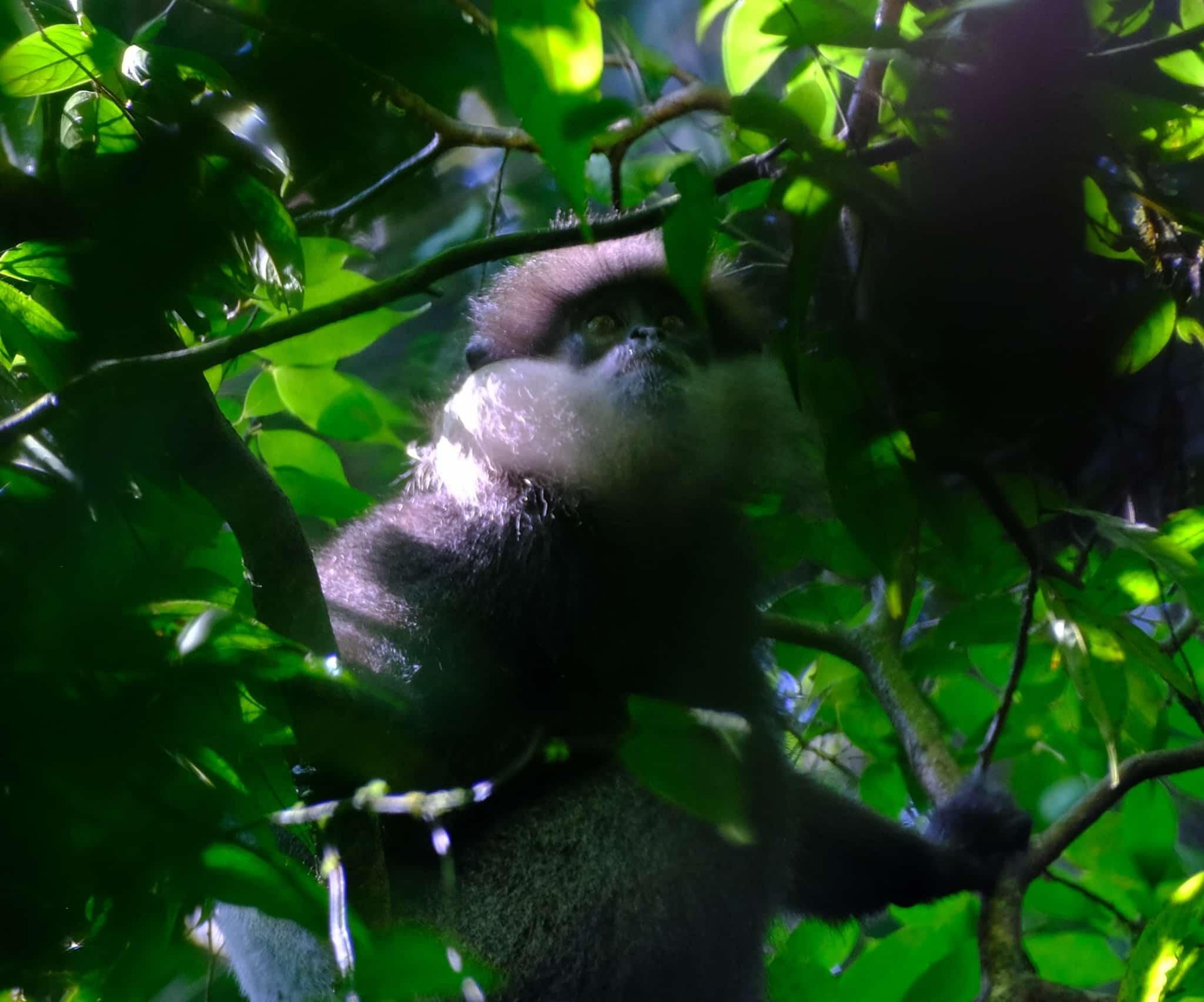 Sinharaja Regenwald: Wanderung zu weißen Affen