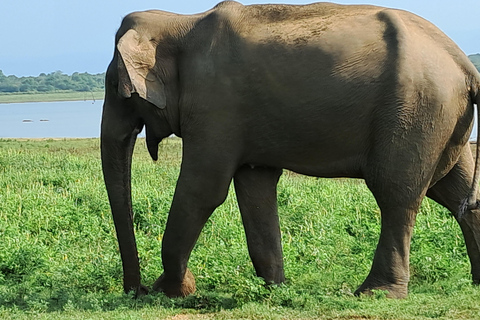 Safari w Parku Narodowym Minneriya z jeepem i biletem wstępu