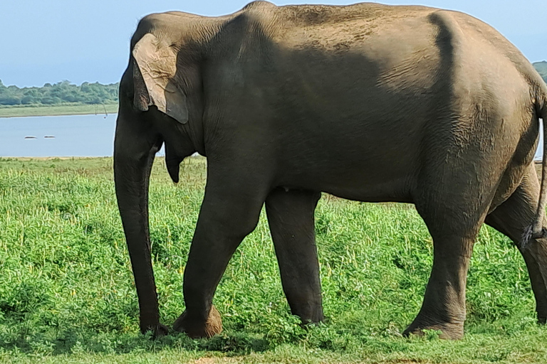 Minneriya National Park Safari mit Jeep &amp; Eintrittskarte