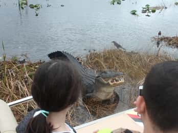 Florida: Everglades Airboat-Fahrt und Naturspaziergang Florida: Everglades Airboat-Fahrt und Naturspaziergang