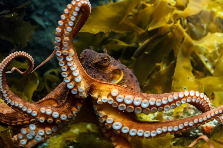 Aquarium Sea Life Kelly Tarlton : billet standard