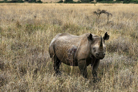 Półdniowa wycieczka do Parku Narodowego Nairobi