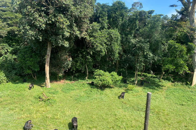 Ngamba Island Chimpanzee, Entebbe and Victoria Tour