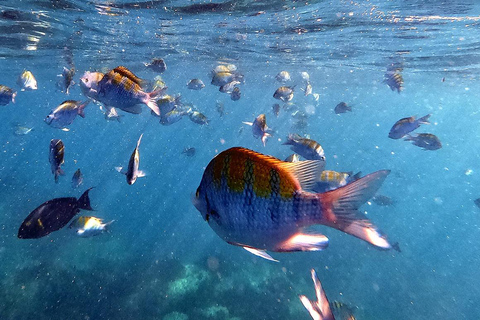 San Jose del Cabo Snorkeling Tour