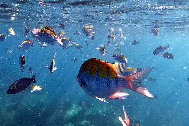 San Jose del Cabo Snorkeling Tour