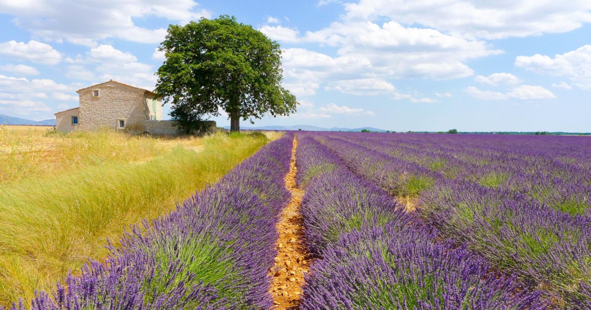 lavender tours from avignon