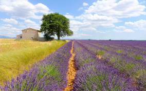 From Avignon: 1-Day Lavender Tour