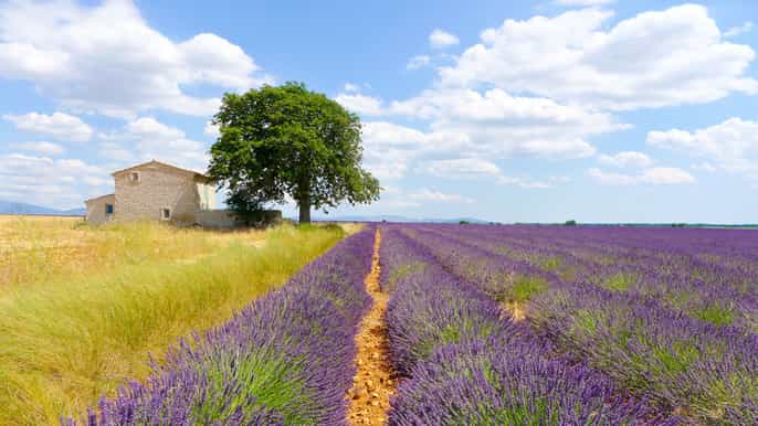 provenza tour tra i campi di lavanda da avignone
