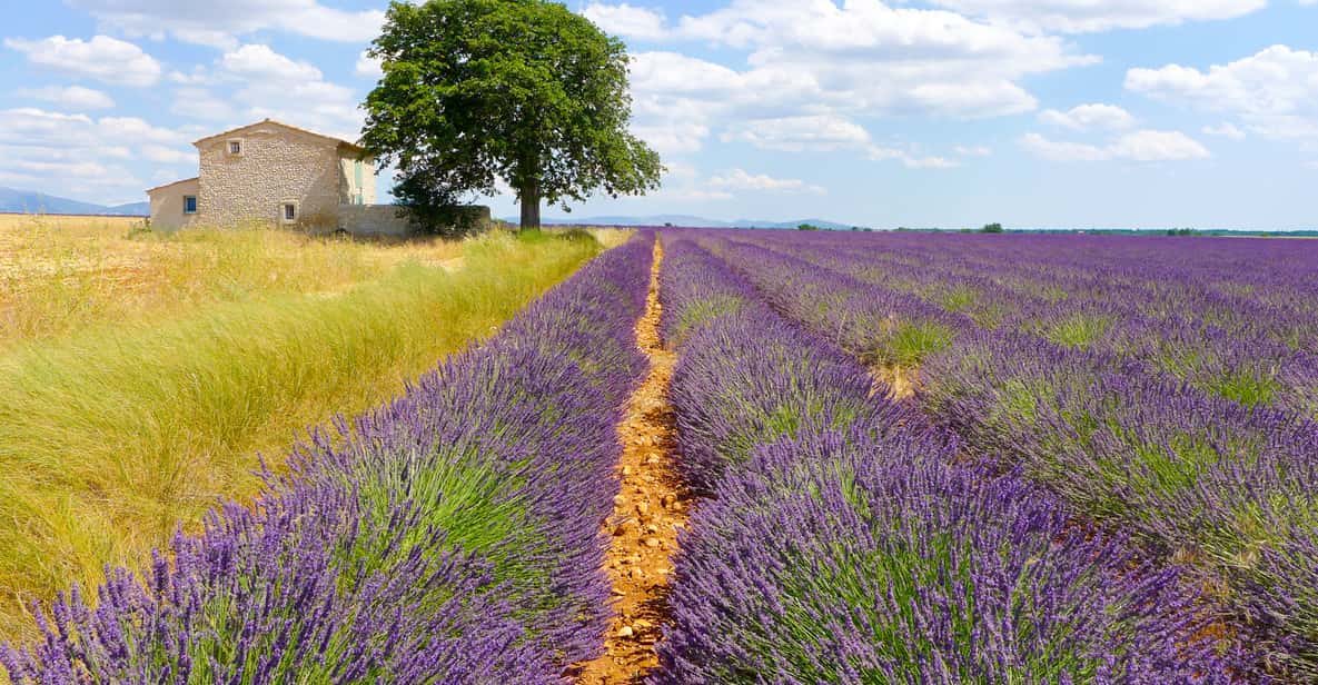 Provenza: tour tra i campi di lavanda da Avignone