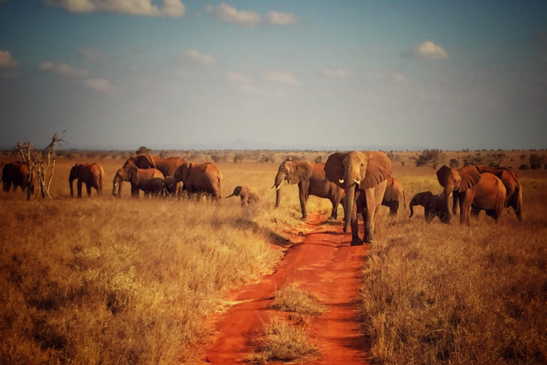 Au départ de Mombasa : Safari d&#039;une journée dans le parc national de Tsavo East