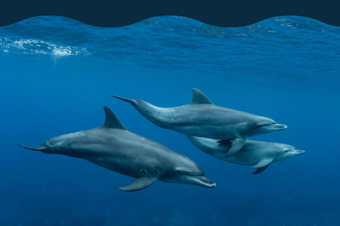 Golfo Aranci: Dolphin-watching tour on a luxury RIB boat with skipper Golfo Aranci: Dolphin-watching tour on a luxury RIB with skipper