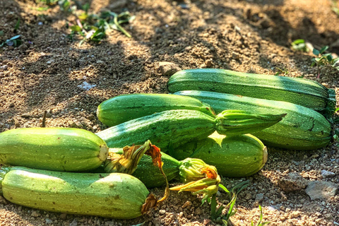 Mykonos : Cours de cuisine traditionnelle avec les locaux