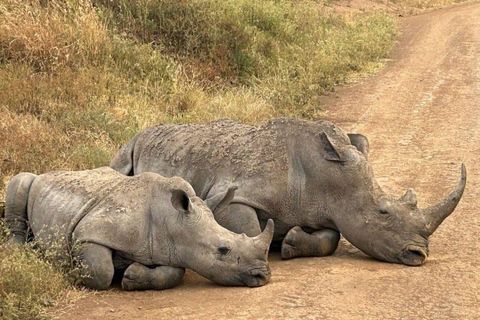 Viagem de 1 dia ao Parque Nacional de Nairóbi e ao Sheldrick Elephant Trust
