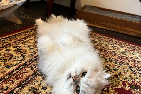 Kyoto:Ethical Cat Retreat & Matcha Whisking (Private/Shared) Shared 60 min (up to 6 guests) — Per person