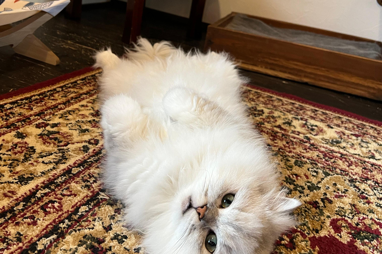 Kyoto:Ethical Cat Retreat & Matcha Whisking (Private/Shared) Shared 60 min (up to 6 guests) — Per person