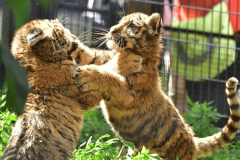 Sapporo:Asahiyama Zoo,Shirahige Waterfall&Blue Pond Day Trip 8:00 am meet at Odori Park subway station exit 31