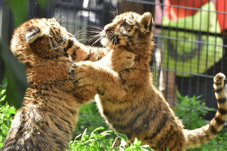 Sapporo:Asahiyama Zoo,Shirahige Waterfall&Blue Pond Day Trip 8:00 am meet at Odori Park subway station exit 31