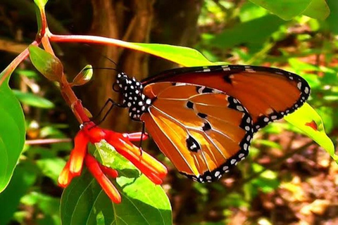 Zanzibar: Jozani Forest, Tortoise Park, & Butterfly Tour Private tour without hotel pick up and drop off
