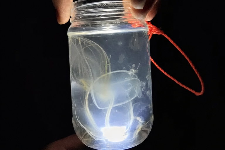 Florida: LED Night Kayak Tour with Comb Jellies Group Tandem Clear Bottom Night Tour