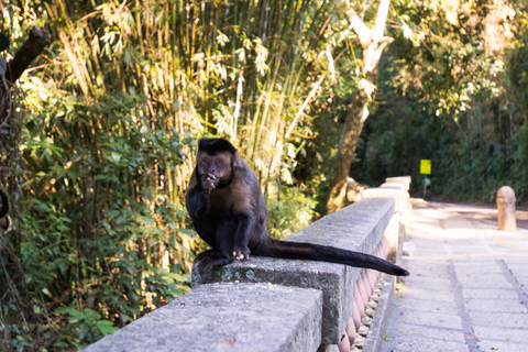 Park Narodowy Tijuca z fotografemRio de Janeiro: Wycieczka fotograficzna do Corcovado i lasu Tijuca