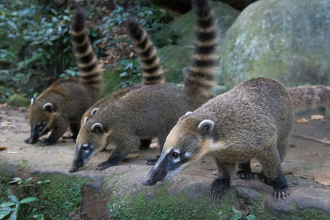 Park Narodowy Tijuca z fotografemRio de Janeiro: Wycieczka fotograficzna do Corcovado i lasu Tijuca