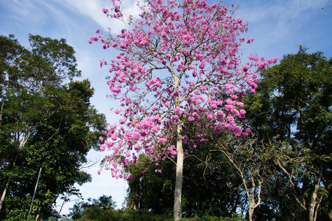Park Narodowy Tijuca z fotografemRio de Janeiro: Wycieczka fotograficzna do Corcovado i lasu Tijuca