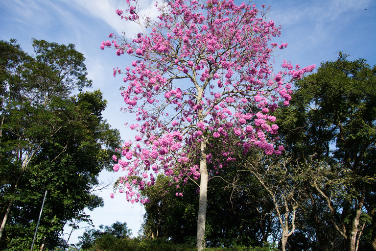 Park Narodowy Tijuca z fotografemRio de Janeiro: Wycieczka fotograficzna do Corcovado i lasu Tijuca
