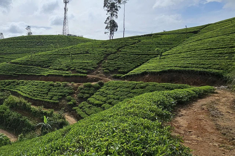 Pekoe Trail 6-9: Guided 6 Day Trail with Hotels & Transfers