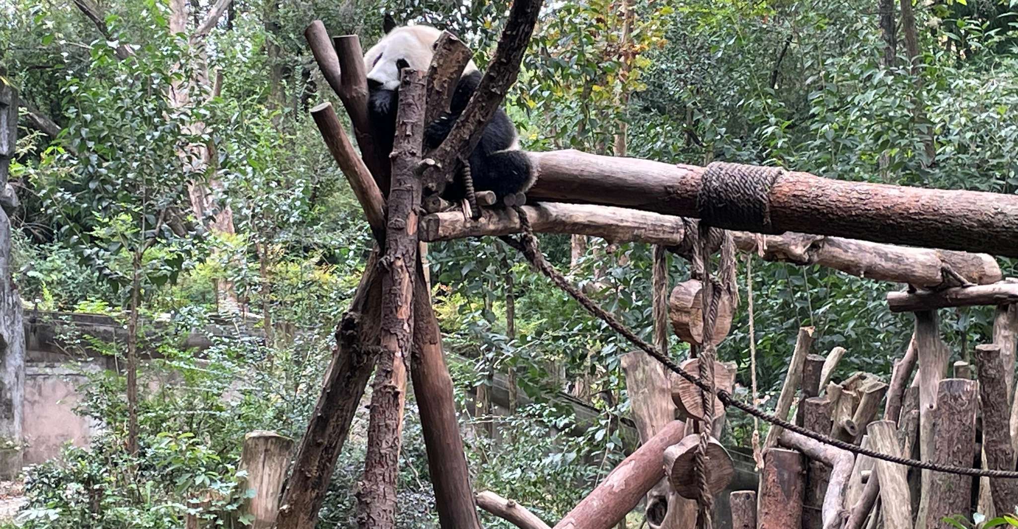 Visite d'une journée à Dujiangyan Panda Valley. - Housity