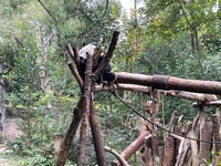 One-day tour to Dujiangyan Panda Valley. - Housity