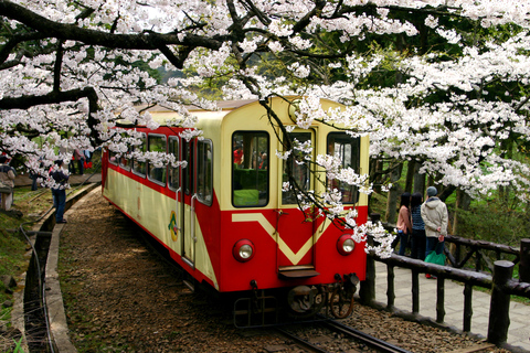 From Taipei: Private 3-Day Tour to Sun Moon Lake and Alishan Premium Hotels | Solo Traveler