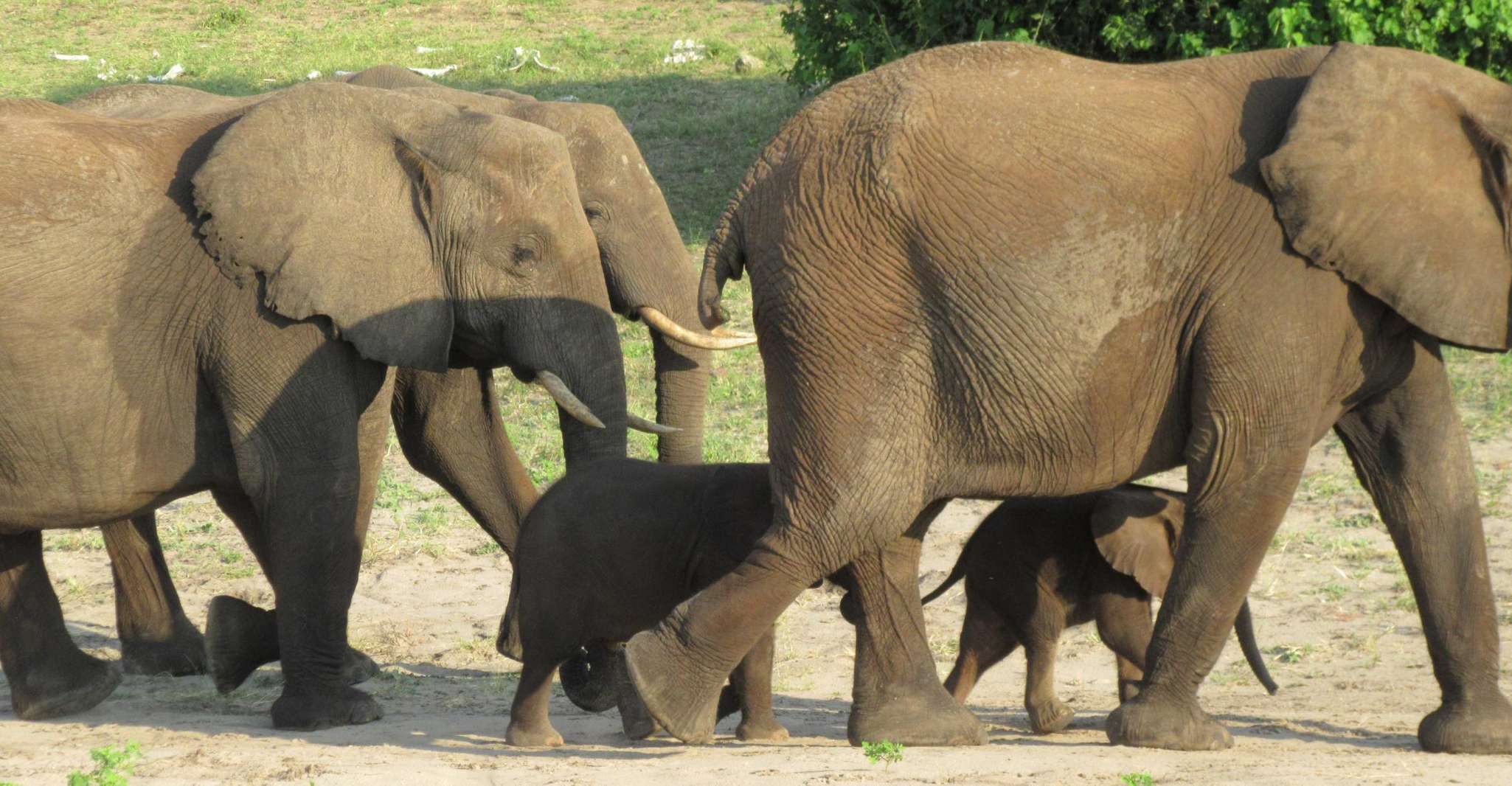 Chobe Day Trip from Victoria Falls, Zimbabwe - Housity