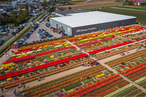 From Amsterdam: Tulip Experience and Tulip Fields Tour 4-hour tour Tulip Experience