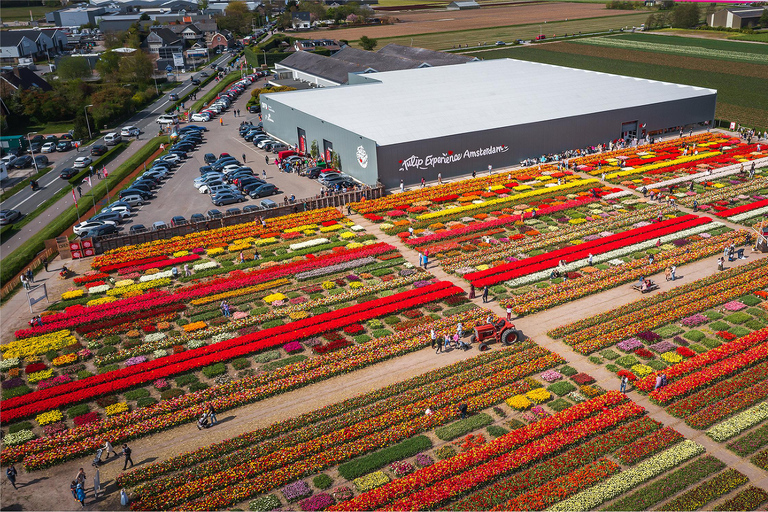 From Amsterdam: Tulip Experience and Tulip Fields Tour 4-hour tour Tulip Experience