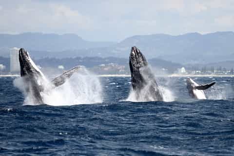 Spirit of Gold Coast 2.5-Hour Whale Watching Tour