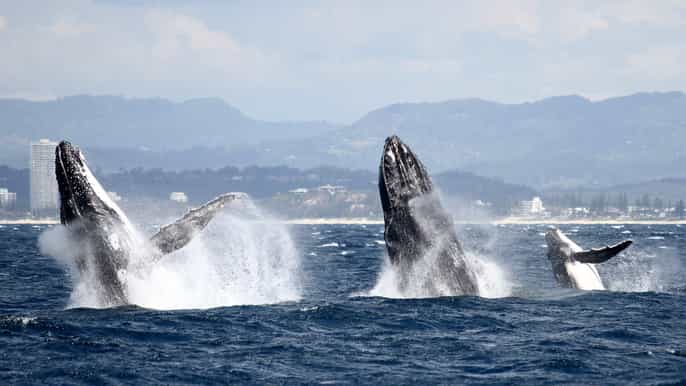 spirit of gold coast 2.5hour whale watching tour
